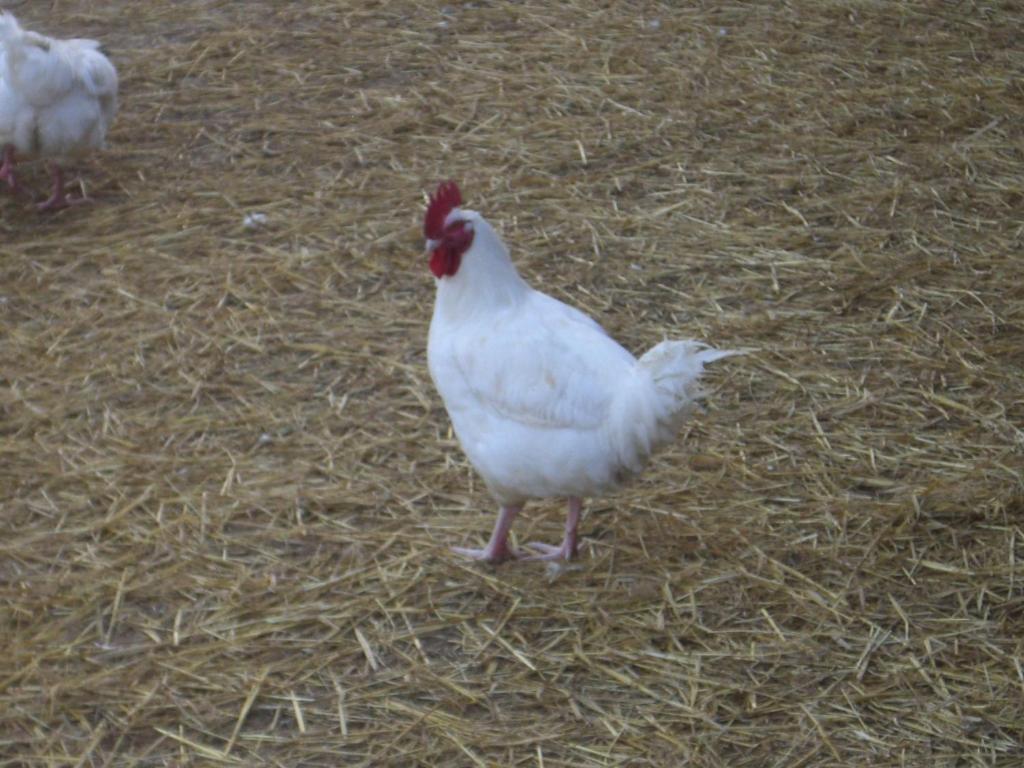 Gites De La Ferme Auberge De Mesauboin Bille ภายนอก รูปภาพ