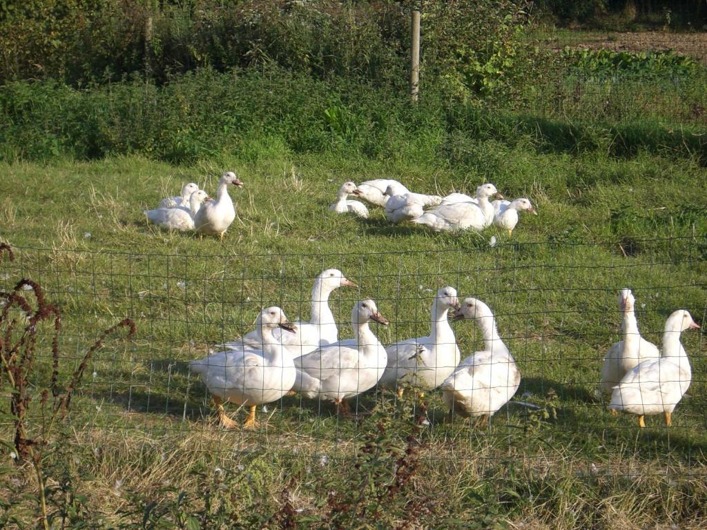 Gites De La Ferme Auberge De Mesauboin Bille ภายนอก รูปภาพ